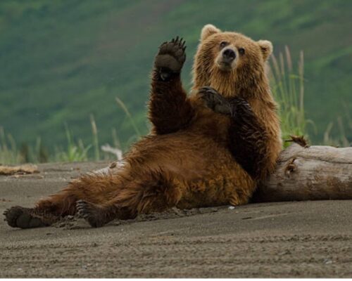 Op de weg van de meeste weerstand kom je de mooiste beren tegen