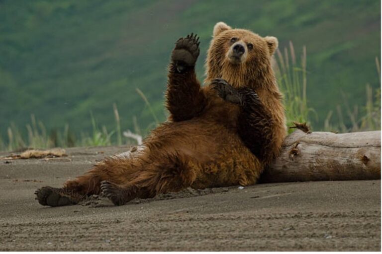 Op de weg van de meeste weerstand kom je de mooiste beren tegen